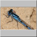 Enallagma cyathigerum - Gemeine Becherjungfer m07.jpg